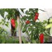 Monster Chilli Sauce Kit - Grow Your Own Chillies And Make Your Own Sauce, With Free App For Iphone / Android Monster Chilli Sauce Kit - Grow Your Own Chillies And Make Your Own Sauce, With Free App For Iphone / Android