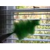 Electric Go Duster - As Seen On The Tv Gadget Show- Gets Dust First Time Every Time - Lightweight - Perfectly Balanced - Battery Operated - Cordless - Static Electricity - Spinning Action - Over 250 Rpm - Easy To Clean And Use - Soft-touch Button