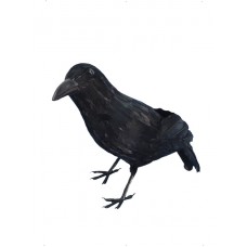 Crow