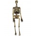 Skeleton, Life Size