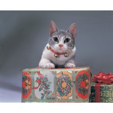 Jingle Cat Collar                                              