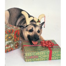 Dog Reindeer Antlers                                           