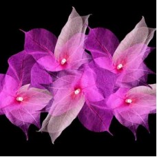 Natural Leaf Fairy Lights - Pink Tones