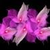 Natural Leaf Fairy Lights - Pink Tones