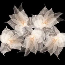 Natural Leaf Fairy Lights - Cream