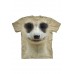 Big Face Meerkat