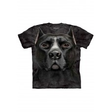 Big Face Pitbull