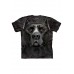 Big Face Pitbull