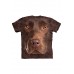 Big Face Chocolate Labrador