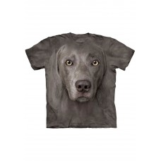 Big Face Weimaraner Big Face Weimaraner
