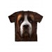 Big Face Saint Bernard