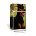 Doberman Pinscher