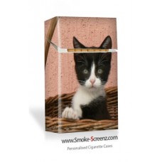 Kute Kitten