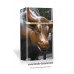 Wall St. Bull